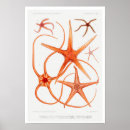 Suche nach vintage fische poster Ozeane