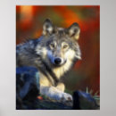 Suche nach wolf pack poster Grauwolf