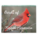 Suche nach vögel kalender Nordamerika