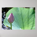 Suche nach knospen poster Grün