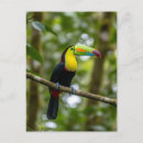 Suche nach toucan postkarten Reise