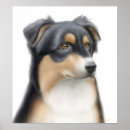 Suche nach australischer schäfer poster Aussie