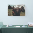 Suche nach schottische banner Hochlandkuh