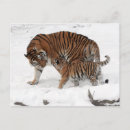 Suche nach amur postkarten Tierwelt