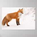 Suche nach fuchs schnee poster Tiere