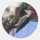 Suche nach freier vogel aufkleber Tierwelt