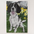 Suche nach springer spaniel puzzle Sprungbrett