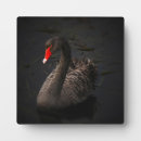 Suche nach der schwan fotoplatten Vogelvogel