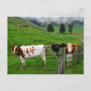 Suche nach rigi Schwein