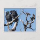 Suche nach geier postkarten Natur