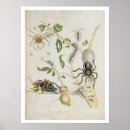 Suche nach maria sibylla merian poster 1647 1717