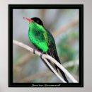 Suche nach kolibris poster Tiere