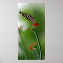 Suche nach rote orchidee poster Botanisch
