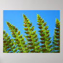 Suche nach farn blätter poster Natur