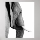 Suche nach weißer elefant poster Tierisch