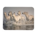 Suche nach mer magnete Ranch