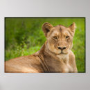 Suche nach lioness poster Afrika