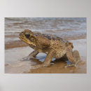 Suche nach bufo poster Tierwelt