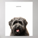 Suche nach bouvier des flandres poster Niedlich