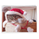 Suche nach schöne katzen kalender Fotografie