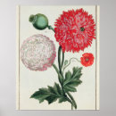 Suche nach besler poster 1561 1629