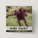 Suche nach schokoladen labrador buttons Retriever