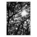 Suche nach schwarzweiss baum postkarten Fotografie