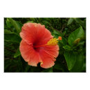 Suche nach hibiskus poster Hibisken blume