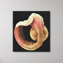 Suche nach embryo poster Wissenschaft