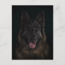 Suche nach gsd postkarten Tier