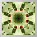 Suche nach ladybugs poster Für sie