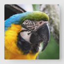 Suche nach blauer papagei wanduhren Ara