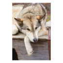 Suche nach schlittenhunde poster Husky