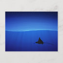 Suche nach röntgen postkarten Adler