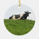 Suche nach lustige kuh ornamente Tier