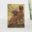 Suche nach vizsla hund karten Braun