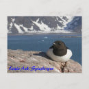 Suche nach auk Arktisch