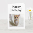 Suche nach gato karten Katze