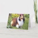 Suche nach sheltie karten Die shetlandinseln schäferhund