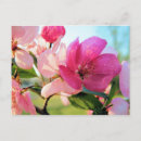 Suche nach frühlingsblüten postkarten Rosa