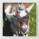 Suche nach cute kunst poster Goat