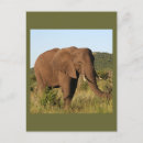 Suche nach afrikanisches tier postkarten Wild
