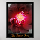Suche nach feuer rose Rot