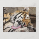 Suche nach tierzunge poster Tierkopf