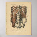 Suche nach abdomen poster Anatomie