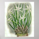 Suche nach elegante orchidee poster Weiß