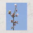 Suche nach mandelblüten postkarten Blühen