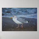 Suche nach möwen poster Strand