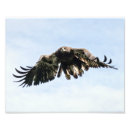 Suche nach raubvogel poster Adler