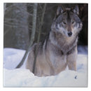 Suche nach grauer wolf fliesen Nordamerika